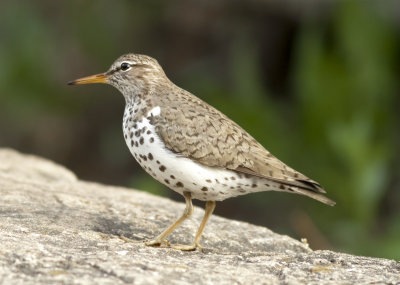 Spotted Sandpiper