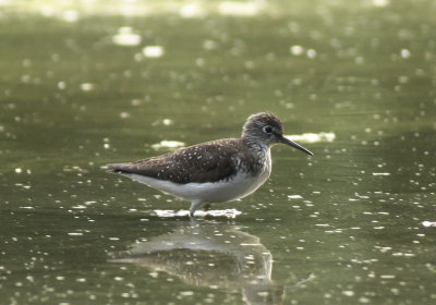Solitary Sandpiper