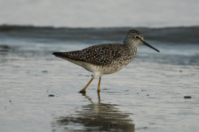 Lesser Yellowlegs.jpg