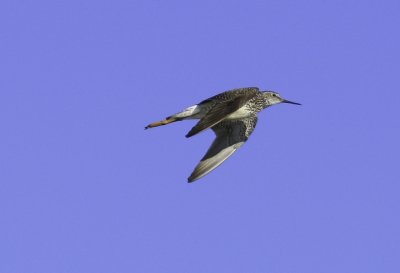 Lesser Yellowlegs