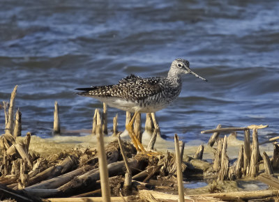 Greater Yellowlegs