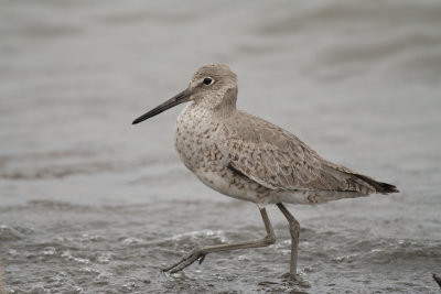 Willet