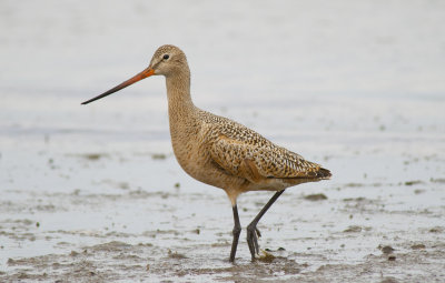 Marbled Godwit