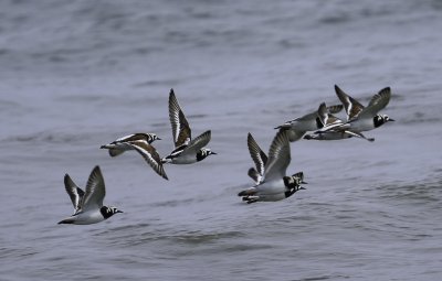 Ruddy Turnstone