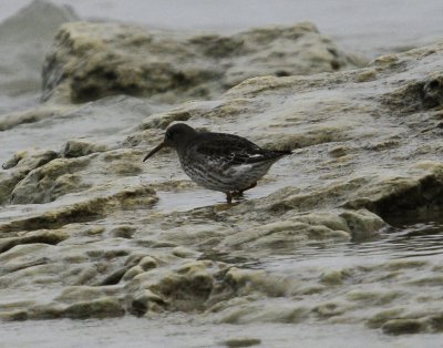 Purple Sandpiper
