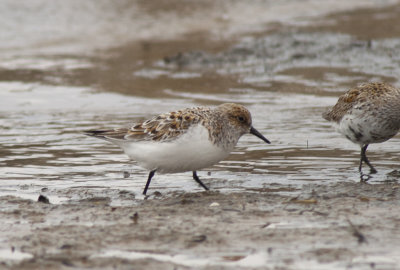 Sanderling (4).jpg