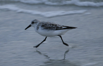Sanderling (3).jpg