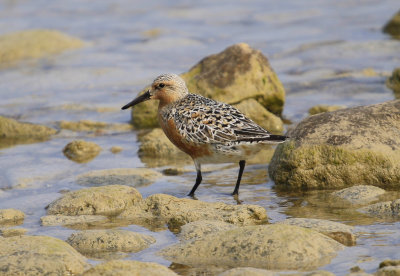 Red Knot