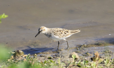 Semipalmated Sandpiper.jpg