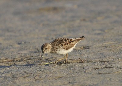 Least Sandpiper (5).tif