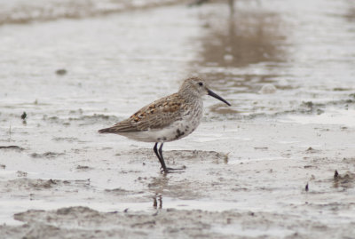 Dunlin