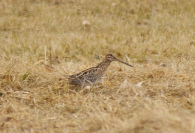 Wilson's Snipe