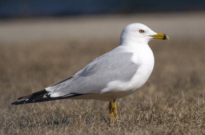 gulls