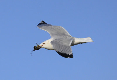 Ring billed Gull
