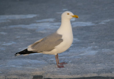 Herring Gull
