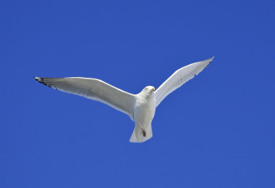 Thayer's Gull