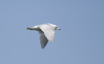 Iceland Gull