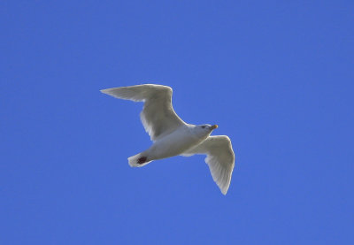 Glaucous Gull