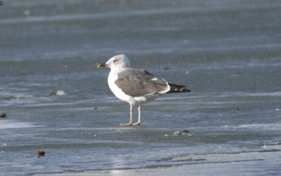 Lesser black backed Gull