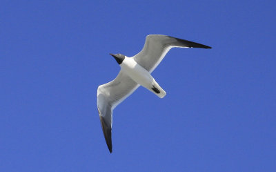 Laughing Gull (11).jpg