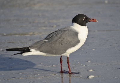 Laughing Gull