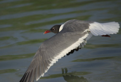 Laughing Gull
