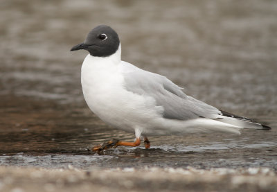 Bonaparte's Gull