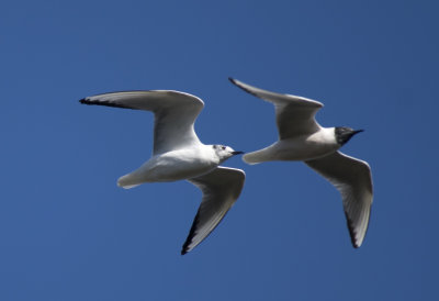 Bonaparte's Gull