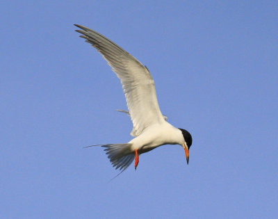 Forester's Tern