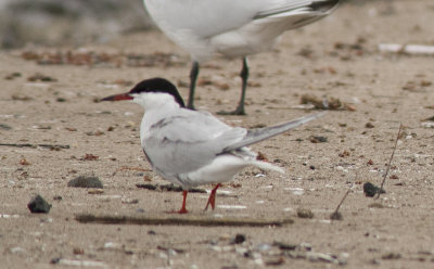 Common Tern (2).jpg