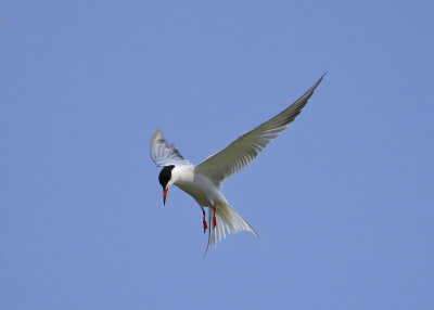 Common Tern