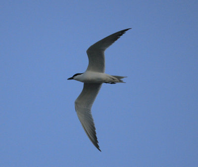 Gull billed Tern