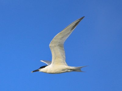 Sandwich Tern