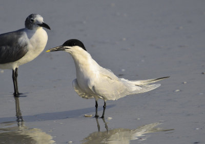Sandwich Tern