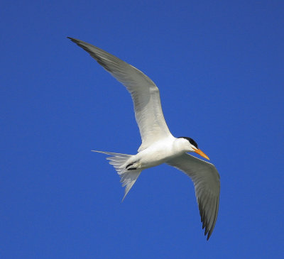 Royal Tern