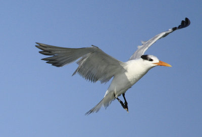 Royal Tern