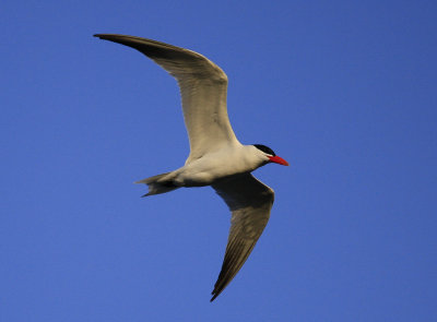 Caspian Tern