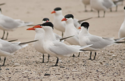 Caspian Terns.jpg
