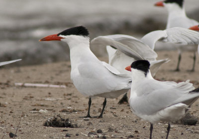 Caspian Tern
