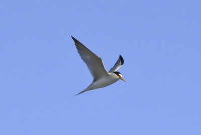 Least Tern