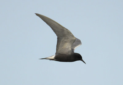 Black Tern