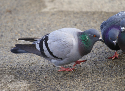 Rock Pigeon
