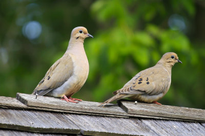 Mourning Dove