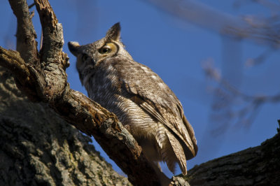 Great Horned Owl