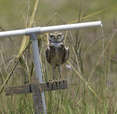 Burrowing Owl