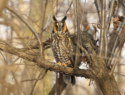 Long eared Owl