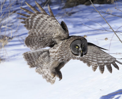 Great Gray Owl