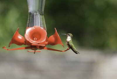Ruby throated hummingbird.tif