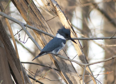 Belted Kingfisher