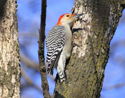 Red bellied Woodpecker